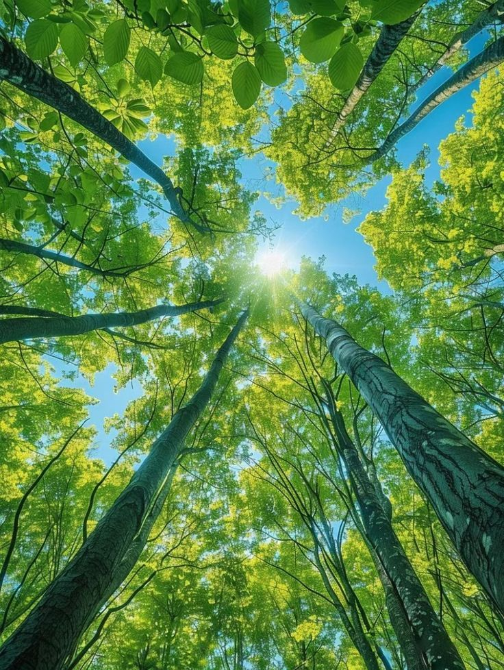 afforestation plant tree 