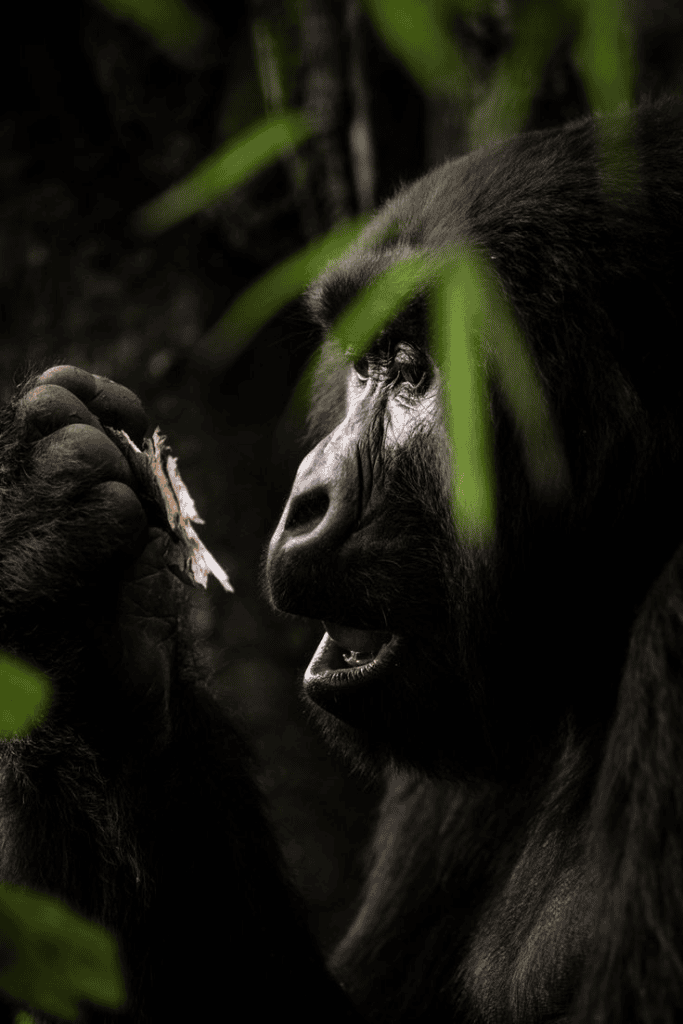 Adventure Travel Tours: Explore the World's Most Exciting Journeys world gorilla day at singita volcanoes national park